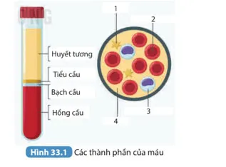 KHTN 8 Bài 33: Máu và hệ tuần hoàn của cơ thể người