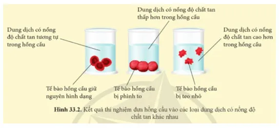 KHTN 8 Bài 33: Môi trường trong cơ thể và hệ bài tiết ở người