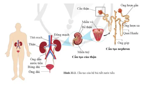 KHTN 8 Bài 33: Môi trường trong cơ thể và hệ bài tiết ở người