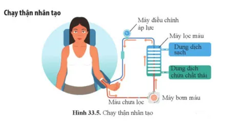 KHTN 8 Bài 33: Môi trường trong cơ thể và hệ bài tiết ở người