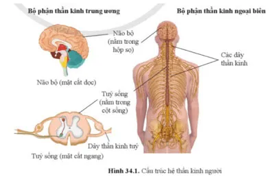 KHTN 8 Bài 34: Hệ thần kinh và các giác quan ở người