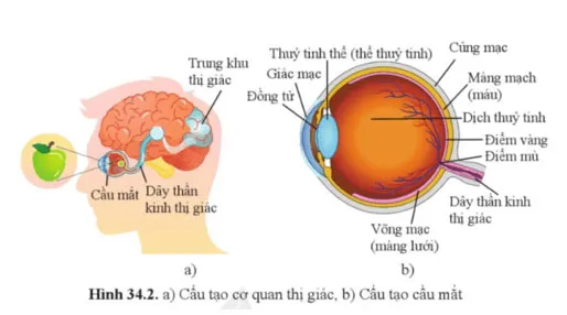 KHTN 8 Bài 34: Hệ thần kinh và các giác quan ở người