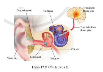 KHTN 8 Bài 34: Hệ thần kinh và các giác quan ở người