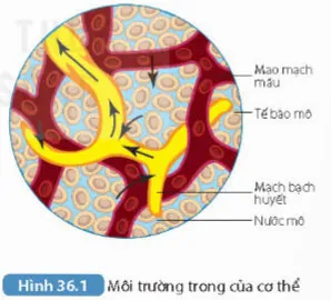 KHTN 8 Bài 36: Điều hòa môi trường trong của cơ thể người