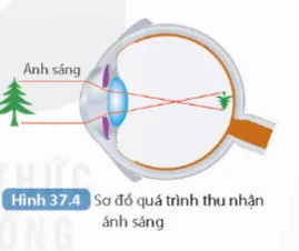 KHTN 8 Bài 37: Hệ thần kinh và các giác quan ở người