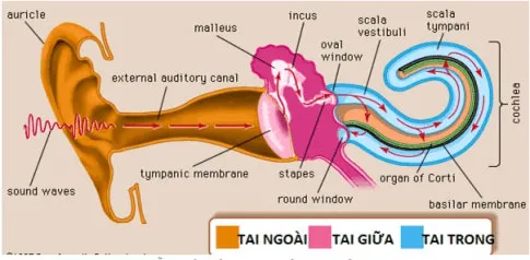 KHTN 8 Bài 37: Hệ thần kinh và các giác quan ở người