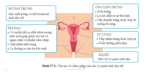 KHTN 8 Bài 37: Sinh sản ở người