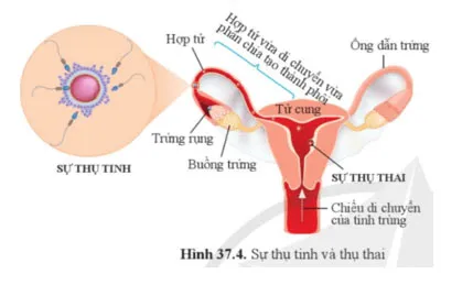 KHTN 8 Bài 37: Sinh sản ở người