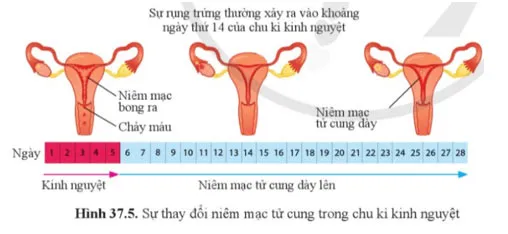 KHTN 8 Bài 37: Sinh sản ở người