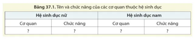 KHTN 8 Bài 37: Sinh sản ở người