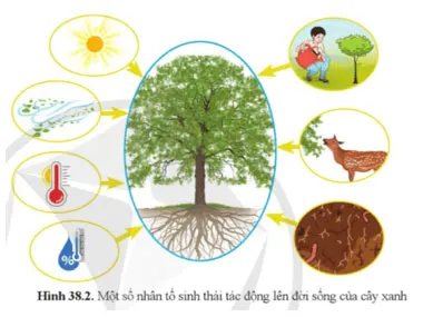 KHTN 8 Bài 38: Môi trường và các nhân tố sinh thái