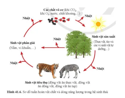 KHTN 8 Bài 41: Hệ sinh thái