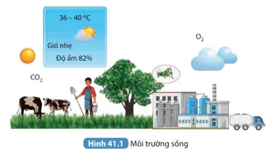 KHTN 8 Bài 41: Môi trường và các nhân tố sinh thái