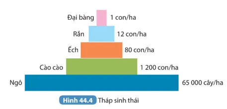 KHTN 8 Bài 44: Hệ sinh thái