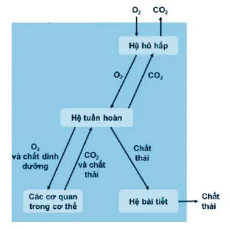 KHTN 8: Bài tập Chủ đề 7