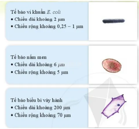 KHTN Lớp 6 Bài 12: Tế bào – đơn vị cơ sở của sự sống