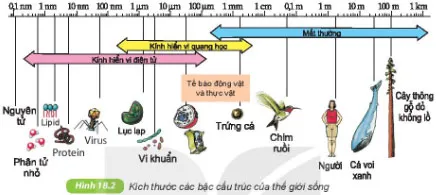 KHTN Lớp 6 Bài 18: Tế bào – Đơn vị cơ bản của sự sống