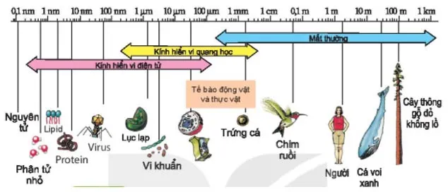 KHTN Lớp 6 Bài 18: Tế bào – Đơn vị cơ bản của sự sống