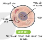 KHTN Lớp 6 Bài 19: Cấu tạo và chức năng các thành phần của tế bào