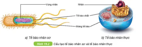 KHTN Lớp 6 Bài 19: Cấu tạo và chức năng các thành phần của tế bào