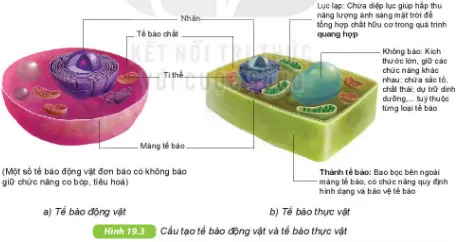 KHTN Lớp 6 Bài 19: Cấu tạo và chức năng các thành phần của tế bào