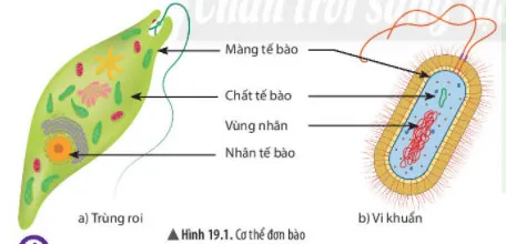 KHTN Lớp 6 Bài 19: Cơ thể đơn bào và cơ thể đa bào