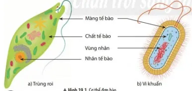 KHTN Lớp 6 Bài 19: Cơ thể đơn bào và cơ thể đa bào