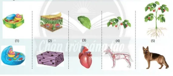 KHTN Lớp 6 Bài 20: Các cấp độ tổ chức trong cơ thể đa bào