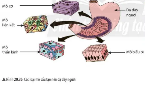 KHTN Lớp 6 Bài 20: Các cấp độ tổ chức trong cơ thể đa bào