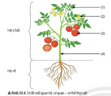 KHTN Lớp 6 Bài 20: Các cấp độ tổ chức trong cơ thể đa bào