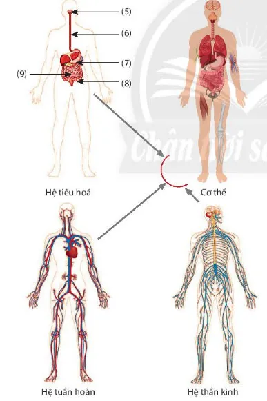 KHTN Lớp 6 Bài 20: Các cấp độ tổ chức trong cơ thể đa bào