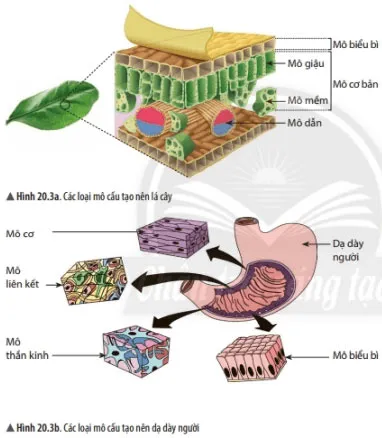 KHTN Lớp 6 Bài 20: Các cấp độ tổ chức trong cơ thể đa bào