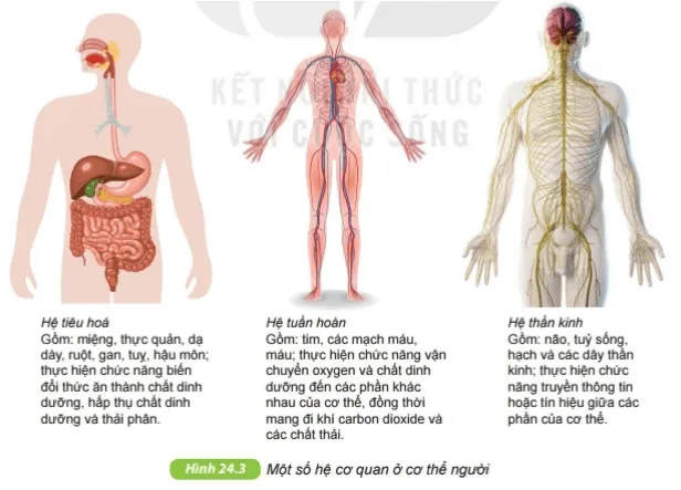 KHTN Lớp 6 Bài 24: Thực hành: Quan sát và mô tả cơ thể đơn bào, cơ thể đa bào