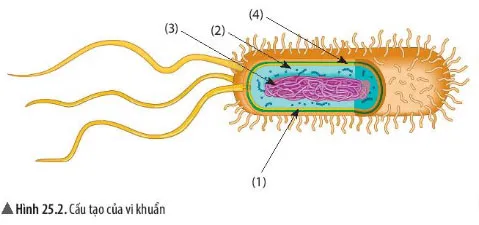 KHTN Lớp 6 Bài 25: Vi khuẩn