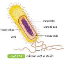 KHTN Lớp 6 Bài 27: Vi khuẩn