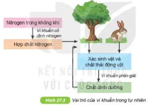 KHTN Lớp 6 Bài 27: Vi khuẩn