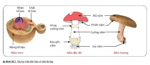 KHTN Lớp 6 Bài 28: Nấm