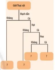 KHTN Lớp 6 Bài 29: Thực vật