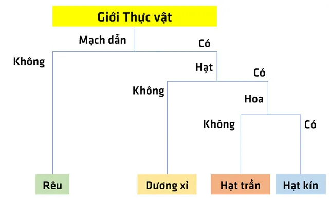 KHTN Lớp 6 Bài 29: Thực vật