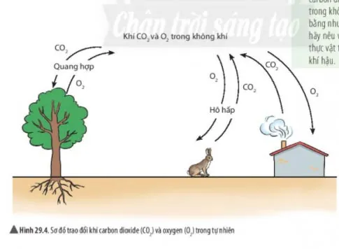 KHTN Lớp 6 Bài 29: Thực vật