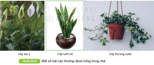 KHTN Lớp 6 Bài 34: Thực vật