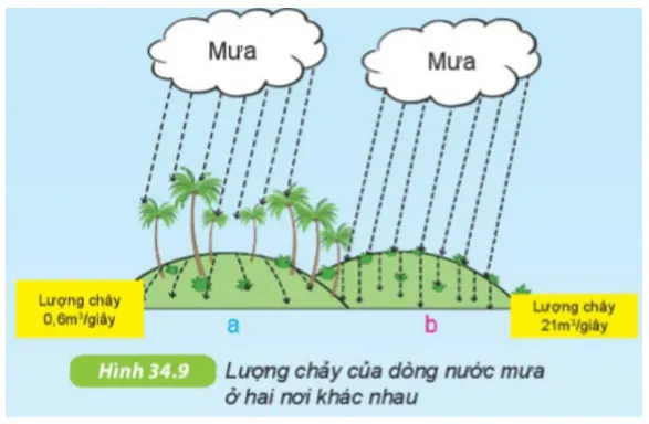 KHTN Lớp 6 Bài 34: Thực vật