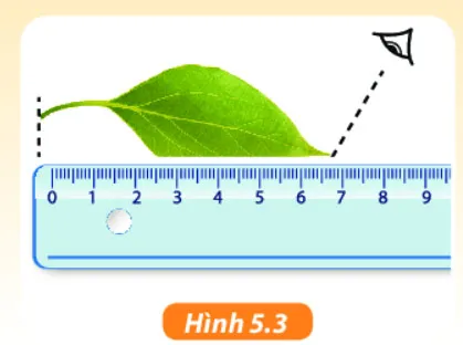 KHTN Lớp 6 Bài 5: Đo chiều dài