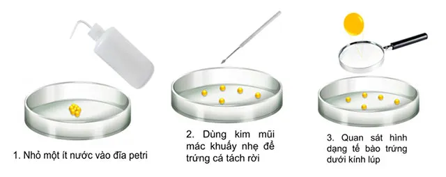 KHTN Lớp 7 Bài 1: Phương pháp và kĩ năng học tập môn Khoa học tự nhiên