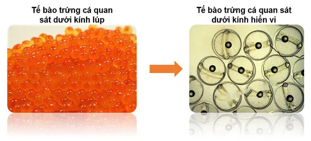 KHTN Lớp 7 Bài 1: Phương pháp và kĩ năng học tập môn Khoa học tự nhiên