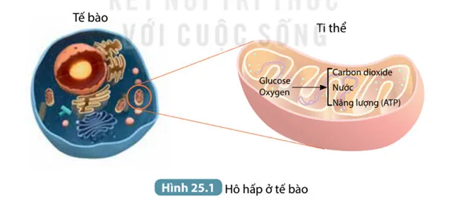 KHTN Lớp 7 Bài 25: Hô hấp tế bào