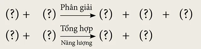 KHTN Lớp 7 Bài 25: Hô hấp tế bào