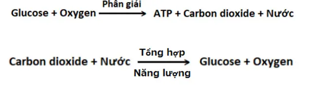 KHTN Lớp 7 Bài 25: Hô hấp tế bào