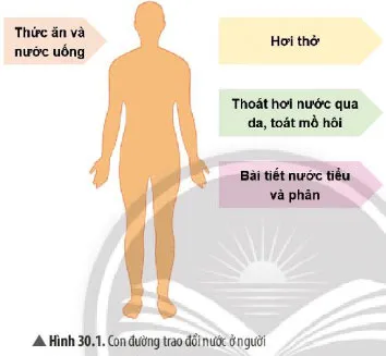 KHTN Lớp 7 Bài 30: Trao đổi nước và các chất dinh dưỡng ở động vật