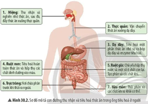 KHTN Lớp 7 Bài 30: Trao đổi nước và các chất dinh dưỡng ở động vật